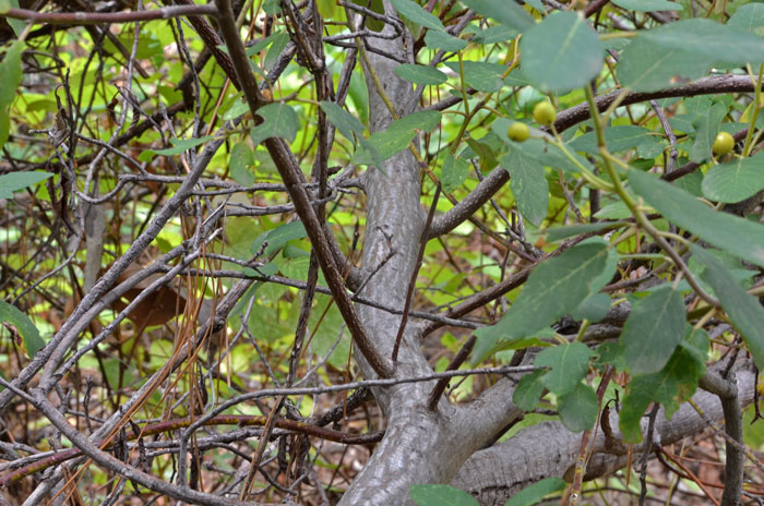 Frangula californica, California Buckthorn
